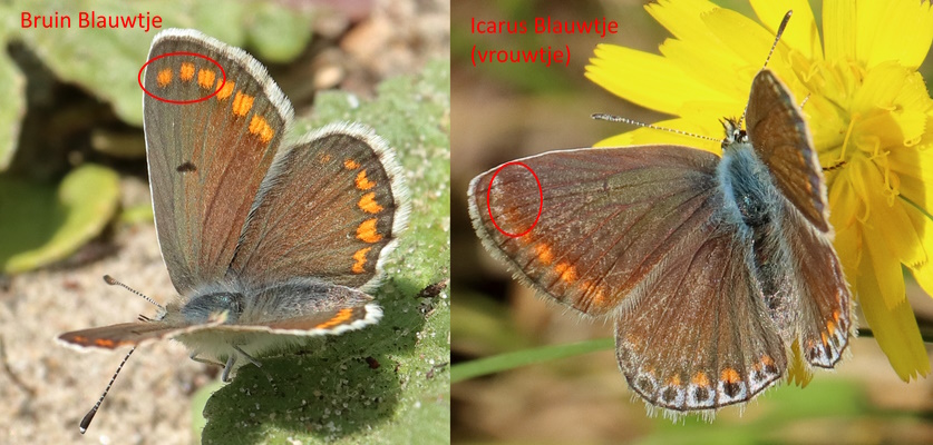 Bovenzijde vleugel